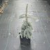Smrek pichľavý (Picea Pungens) ´THE BLUES´ - výška 70-90 cm, kont. C7.5L